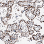 Immunohistochemical staining of human placenta shows moderate positivity in basement membrane of trophoblastic cells.