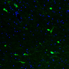 Immunofluorescence staining of mouse brain shows strong cytoplasmic positivity in acetylcholine neurons in the basal forebrain.