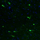 Immunofluorescence staining of mouse brain shows strong cytoplasmic positivity in acetylcholine neurons in the basal forebrain.