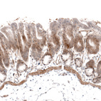 Immunohistochemical staining of mouse stomach shows moderate positivity in basement membrane of glandular cells.