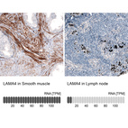 Anti-LAMA4 Antibody