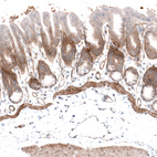 Immunohistochemical staining of mouse stomach shows strong positivity in basement membrane in glandular cells, as well as membranous positivity in smooth muscle cells.