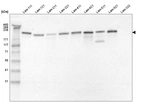 Western blot analysis of purified human recombinant Laminin-111, Laminin-121, Laminin-211, Laminin-221, Laminin-411, Laminin-421, Laminin-511, Laminin-521 and Laminin-332.