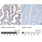 Anti-LAMC1 Antibody