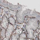 Immunohistochemical staining of human stomach shows strong immunoreactivity in basement membrane of glandular epithelium.