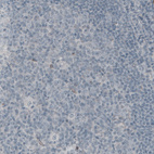 Immunohistochemical staining of human tonsil shows absence of immunoreactivity in lymphoid tissue (negative control).