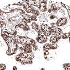 Immunohistochemical staining of human placenta shows strong positivity in basement membrane of trophoblastic cells.