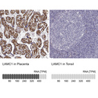 Anti-LAMC1 Antibody