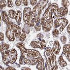 Anti-LAMC1 Antibody