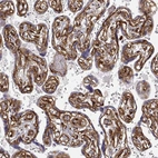 Immunohistochemical staining of human placenta shows strong positivity in basement membrane of trophoblastic cells.