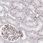 Anti-LAMC1 Antibody