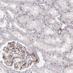 Immunohistochemical staining of human kidney shows moderate positivity in basement membrane of cells in tubules and glomeruli.