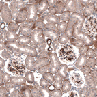 Anti-LAMC1 Antibody