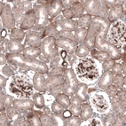 Immunohistochemical staining of rat kidney shows moderate positivity in basement membrane of cells in tubules and glomeruli.