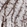 Anti-LAMC1 Antibody