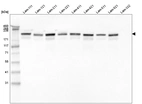 Western blot analysis of purified human recombinant Laminin-111, Laminin-121, Laminin-211, Laminin-221, Laminin-411, Laminin-421, Laminin-511, Laminin-521 and Laminin-332.