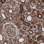 Anti-GAPDH Antibody