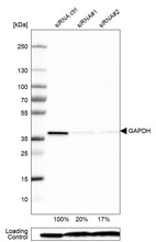 Western blot analysis in U-251MG cells transfected with control siRNA, target specific siRNA probe #1 and #2, using Anti-GAPDH antibody. Remaining relative intensity is presented. Loading control: Anti-PPIB.