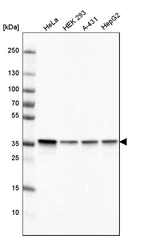 Western blot analysis in human cell line HeLa, human cell line HEK 293, human cell line A-431 and human cell line HepG2.