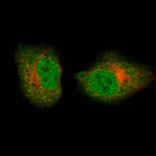 Immunofluorescence staining of A549 cells using the Anti-GAPDH monoclonal antibody, showing specific staining in the nucleoplasm and cytosol in green. Microtubule- and nuclear probes are visualized in red and blue, respectively (where available).