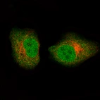 Immunofluorescence staining of A549 cells using the Anti-GAPDH monoclonal antibody, showing specific staining in the nucleoplasm and cytosol in green. Microtubule- and nuclear probes are visualized in red and blue, respectively (where available).