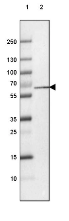 Lane 1: Marker [kDa] 250, 130, 100, 70, 55, 35, 25, 15, 10_br/_Lane 2: Human cell line RT-4