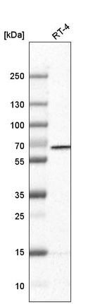 Western blot analysis in human cell line RT-4.