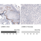 Anti-LAMB3 Antibody