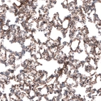 Immunohistochemical staining of rat lung shows moderate to strong positivity in basement membrane of pneumocytes.