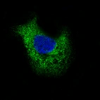 Immunofluorescence staining of A-431 cells using the Anti-LAMB3 monoclonal antibody, showing specific staining in the endoplasmic reticulum in green. Microtubule- and nuclear probes are visualized in red and blue, respectively (where available).