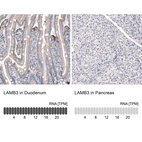 Anti-LAMB3 Antibody