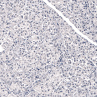 Immunohistochemical staining of human pancreas shows no positivity in exocrine glandular cells as expected.