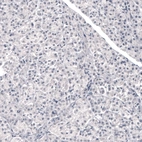 Immunohistochemical staining of human pancreas shows no positivity in exocrine glandular cells as expected.