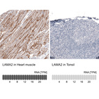 Anti-LAMA2 Antibody