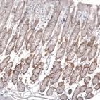 Immunohistochemical staining of rat stomach shows strong positivity in basement membrane of glandular cells.