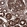 Anti-LAMP1 Antibody