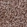 Anti-LAMP1 Antibody