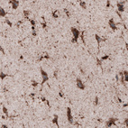 Anti-LAMP1 Antibody