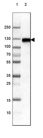 Lane 1: Marker [kDa] 250, 130, 100, 70, 55, 35, 25, 15, 10_br/_Lane 2: Human cell line RT-4