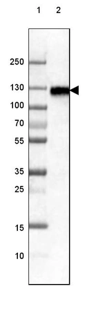 Lane 1: Marker [kDa] 250, 130, 100, 70, 55, 35, 25, 15, 10_br/_Lane 2: Human cell line RT-4