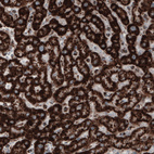 Anti-COX4I1 Antibody