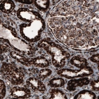 Immunohistochemical staining of human kidney shows strong cytoplasmic positivity in renal tubules and glomerulus cells.