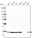 Western blot analysis in human cell line HeLa, human cell line HEK 293, human cell line A-431, human cell line HepG2, mouse cell line NIH-3T3 and rat cell line NBT-II.