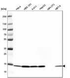 Western blot analysis in human cell line HeLa, human cell line HEK 293, human cell line A-431, human cell line HepG2, mouse cell line NIH-3T3 and rat cell line NBT-II.