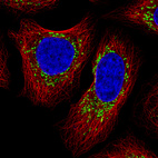 Anti-COX4I1 Antibody