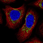 Immunofluorescence staining of MCF7 cells using the Anti-COX4I1 monoclonal antibody, showing specific staining in mitochondria in green. Microtubule- and nuclear probes are visualized in red and blue, respectively (where available).
