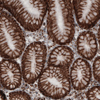Immunohistochemical staining of human stomach shows strong cytoplasmic immunoreactivity in glandular epithelium cells.