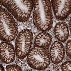 Immunohistochemical staining of human stomach shows strong cytoplasmic immunoreactivity in glandular epithelium cells.
