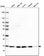 Western blot analysis in human cell line HeLa, human cell line HEK 293, human cell line A-431, human cell line HepG2 and mouse cell line NIH-3T3.