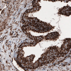 Anti-COX4I1 Antibody